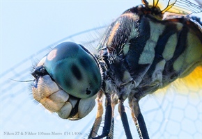 Close up of a Dragonfly