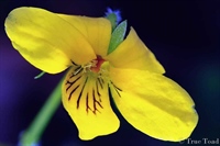 Yellow spring flower taken with a Nikon 105mm Macro Lens