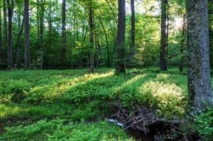 Dappled sunlight shining onto the forest floor in Spring