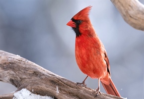 At The Feeder