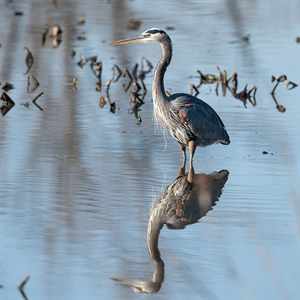 Great Blue Heron Reflection