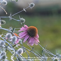 Cone Flower After Rain