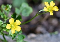 Yellow Flower