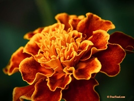 Large orange flower - Nikon 105mm Macro