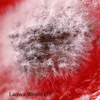 Laowa 90mm 2:1 Full Crop