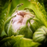 Blackberry Flower Bud