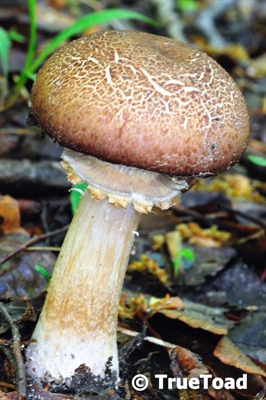 Fungi For You