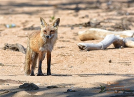 The Fantastic Red Fox