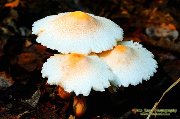 Fungi Mushroom Toadstool