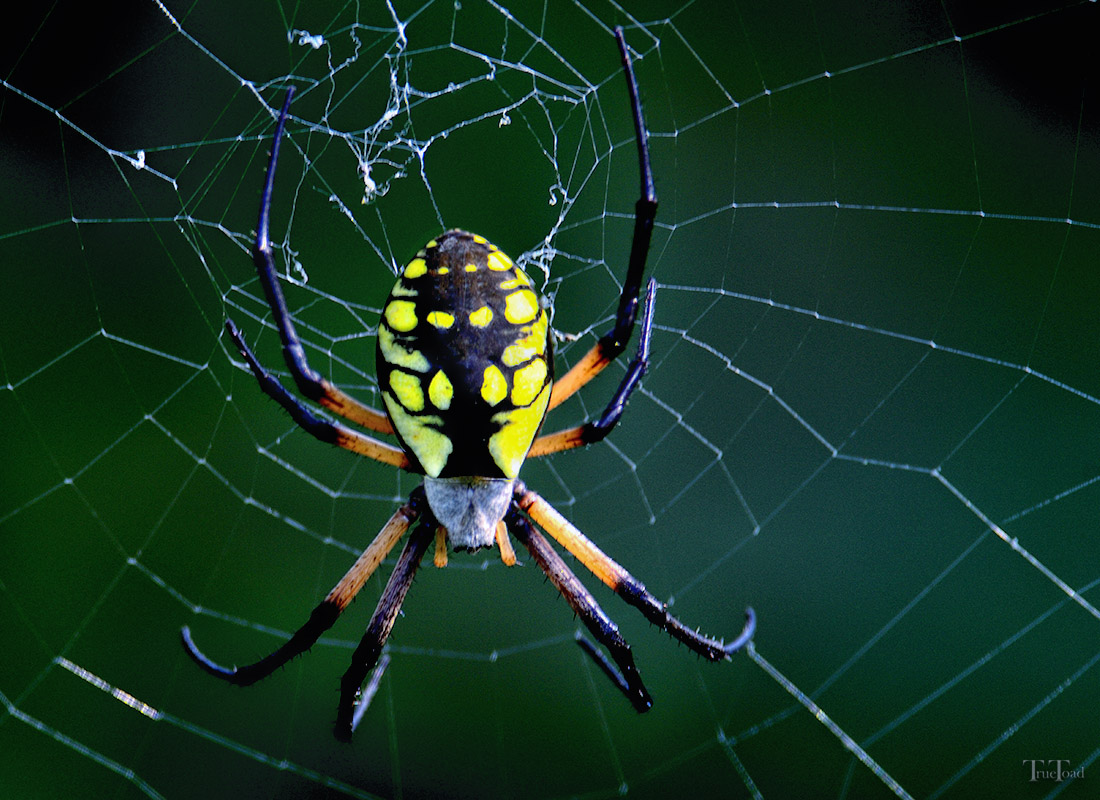 black-and-yellow garden spider