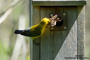 Prothonotary Warbler Nest Building