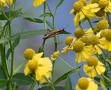 Shot with a Nikon 400mm Lens