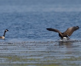 Canada Geese landing in water