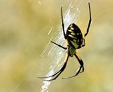 The Yellow and Black Garden Spider - Orb Spider