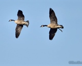 Two Canada Geese Fly