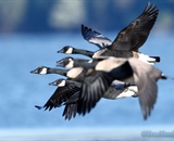 A group of Canada Geese in flight