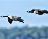 Early Morning Photo using Nikon 400mm Lens