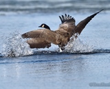 High Shutter speeds stops the splash