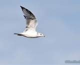 Seagull In Flight taken with Nikon 400mm