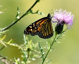 Monarch on flower