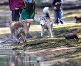 Dogs having fun at the waters edge