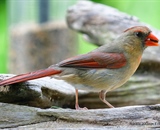 Female Cardinal eating lunch