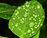 Clastic water droplets on a leaf