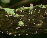 Tiny Mushrooms Growing on branch