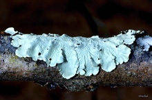 Various Lichen