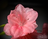 Water droplets on a pink Azela flower