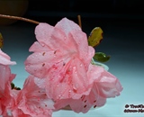 Macro shot of a pink flowering Azela plant