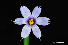 Sisyrinchium angustifolium, Narrow-leaf-blue-eyed-grass,