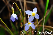 Rubiaceae: Houstonia caerulea - Azure Bluet, Quaker Ladies flower