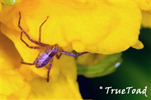 Tiny Spider Home