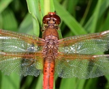 Close up shot of a Dragonfly