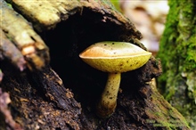 Boletus Auripes Mushroom