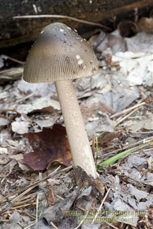 Galerina Badipes Mushroom