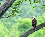 A Bald Eagle perches in a tree off in the distance
