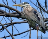The Great Blue Heron sitting in a tree