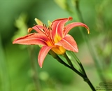 A wild growing Tiger Lilly next to the water's edge