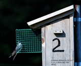 A Swallow inspecting a nest box