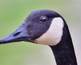 Closeup of an Canada Goose