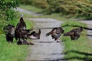 Group of Turkeys