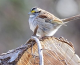 The white throated sparrow