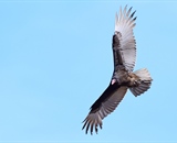 Turkey Vulture flying overhead