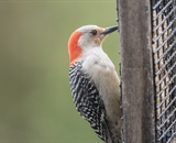 Female Red Bellied Woodpecker