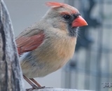 Female Northern Cardinal