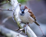A common Sparrow
