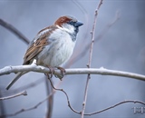 A small Sparrow