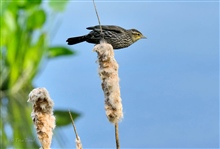 Bird on Reed